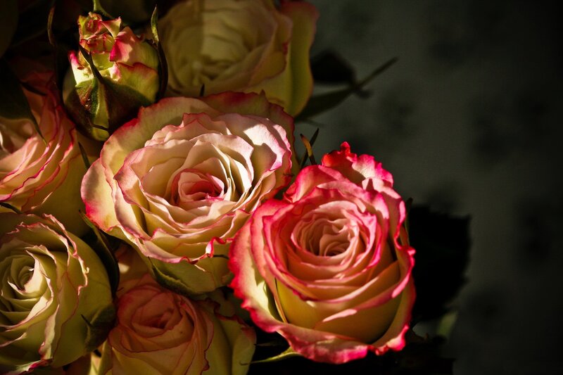 Roses in a Bouquet — Pink, Dramatic, Photograph