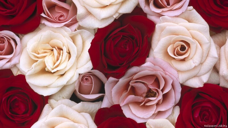 Roses in a Bouquet — Red, Calm, Photograph, Flowers