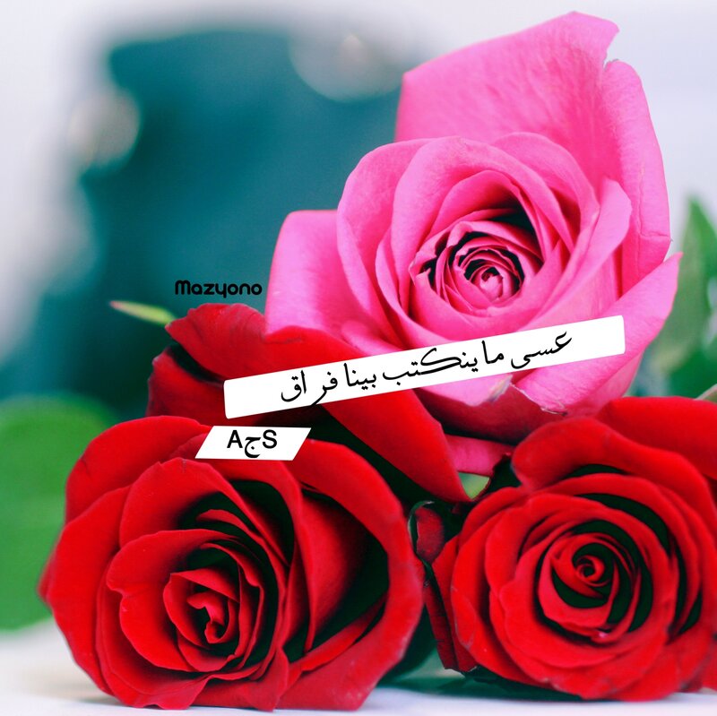 Roses in a Bouquet — Red, Calm, Photograph, Text