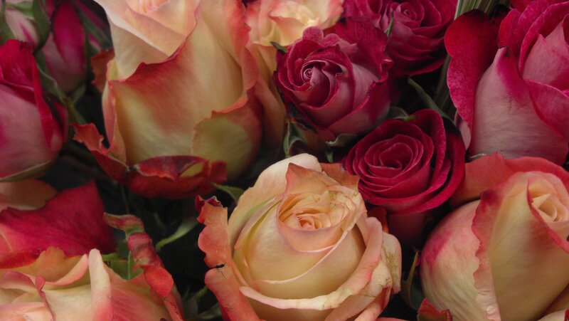 Roses in a Bouquet — Red, Calm, Photograph
