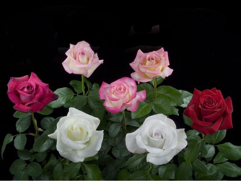 Roses in a Bouquet — Red