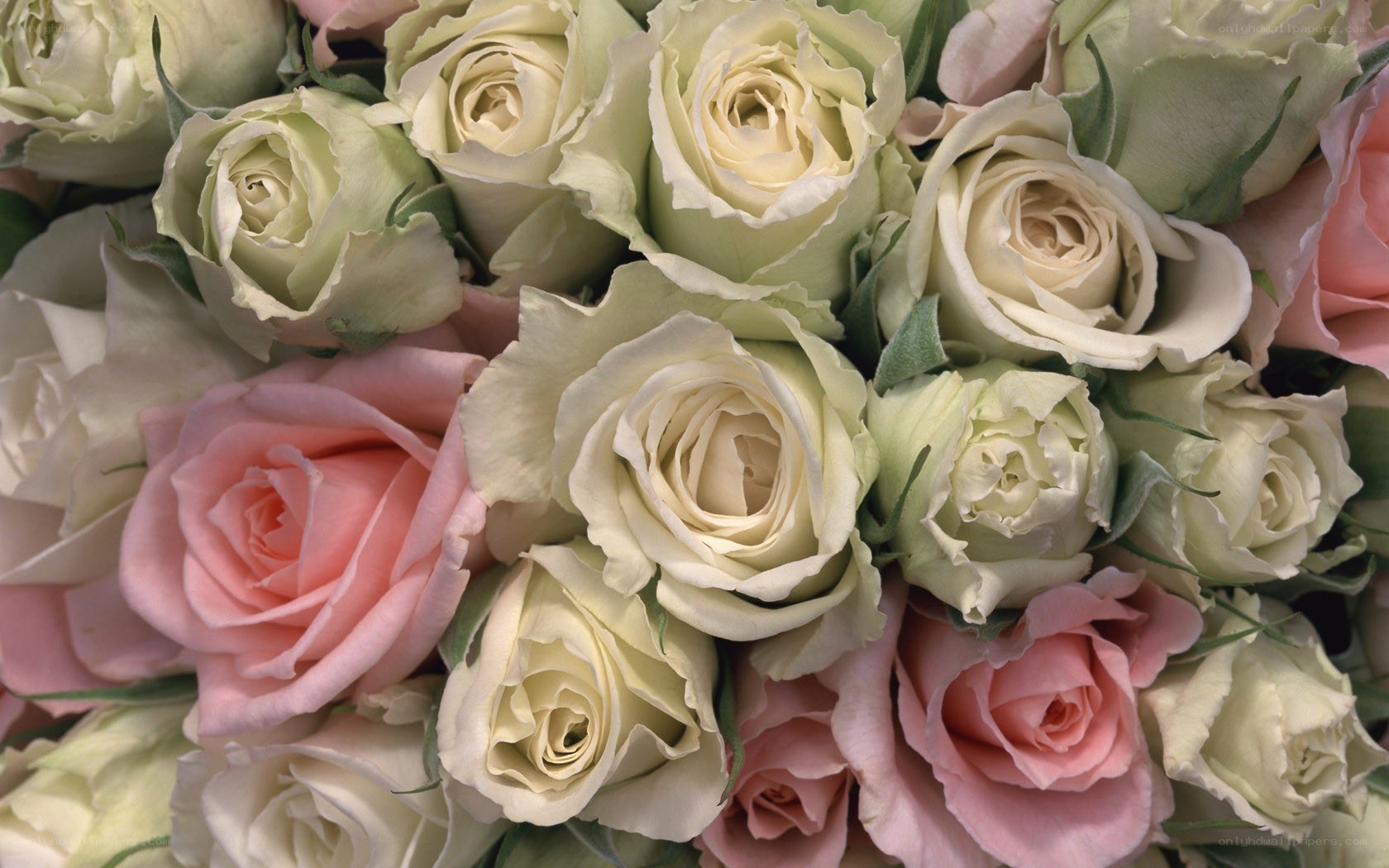 roses in a bouquet