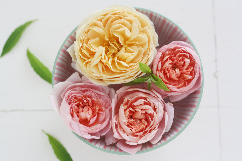 Roses in a Bowl — Pink, Calm