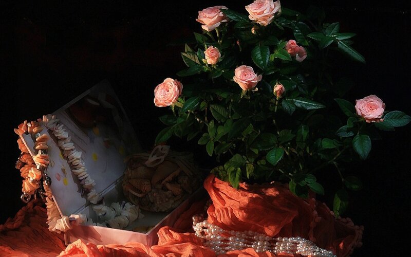 Roses in a Box — Pink, Dramatic