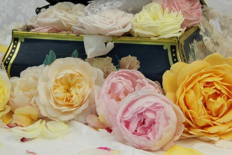 Roses in a Box — Pink, Serene