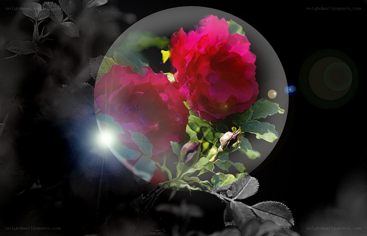 roses in a bubble