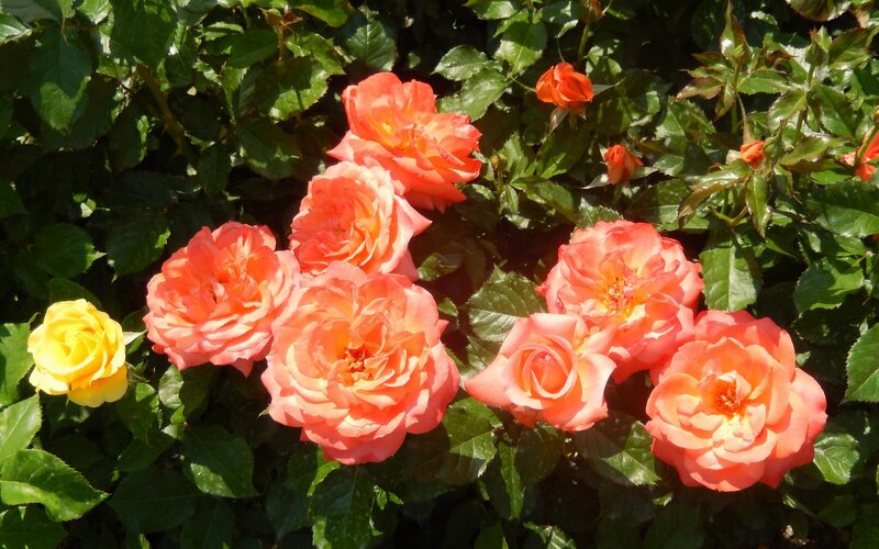 Roses in a Bush