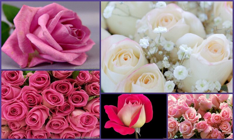 Roses in a Collage — Pink