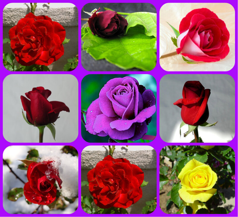 Roses in a Collage — Red