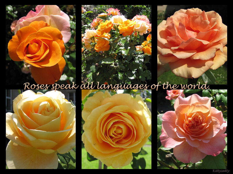 Roses in a Collage