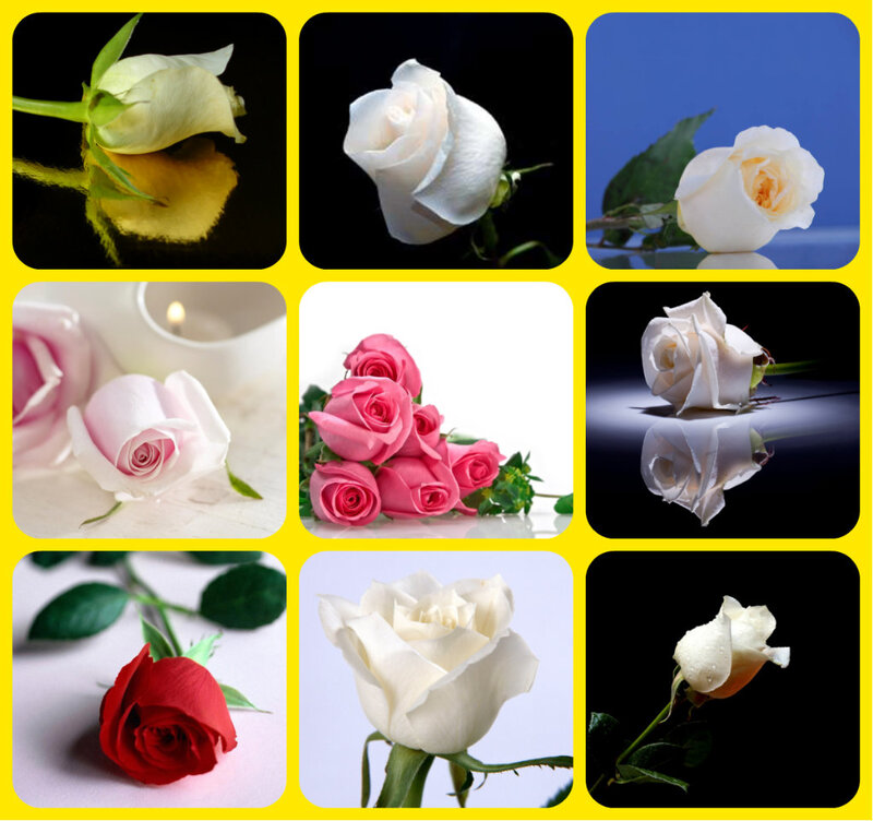 Roses in a Collage — White