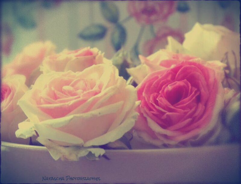 Roses in a Container