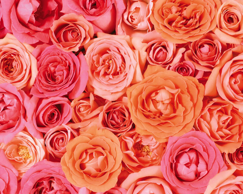 Roses in a Dense Pattern