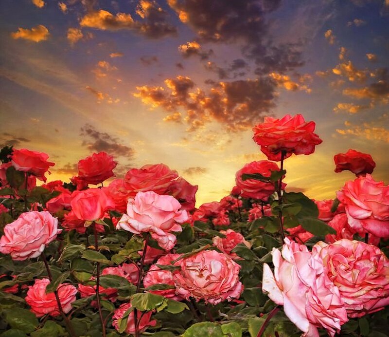 Roses in a Field — Pink