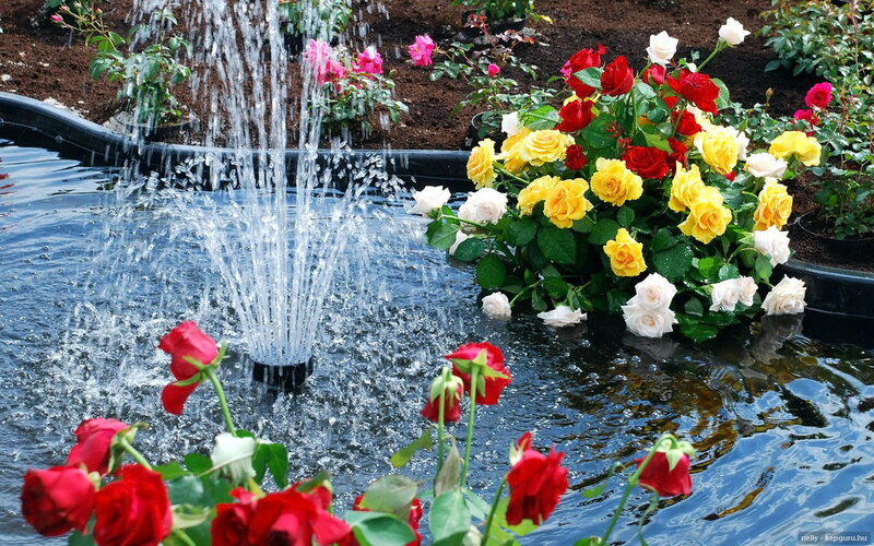 Roses in a Fountain