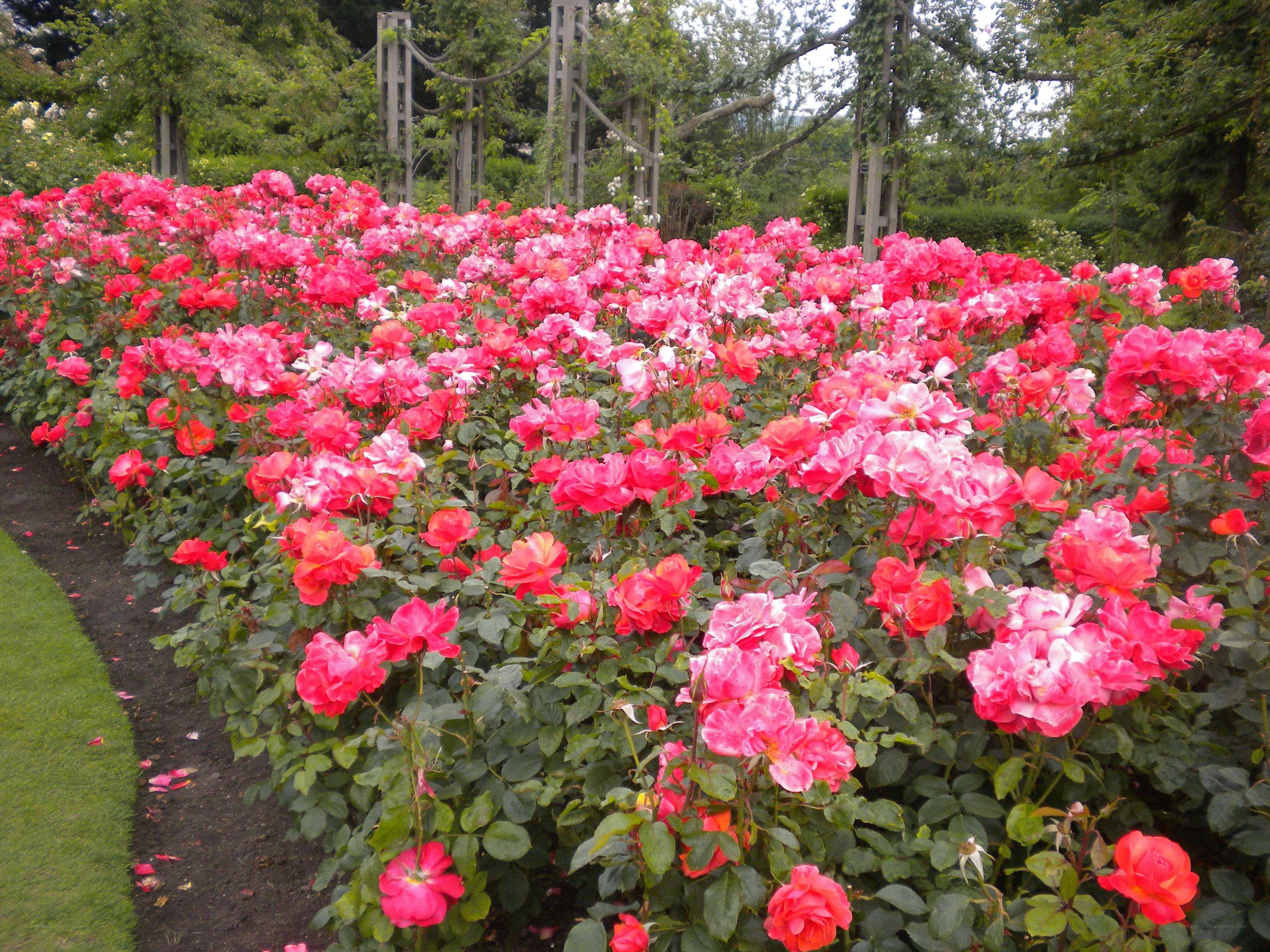 roses in a garden