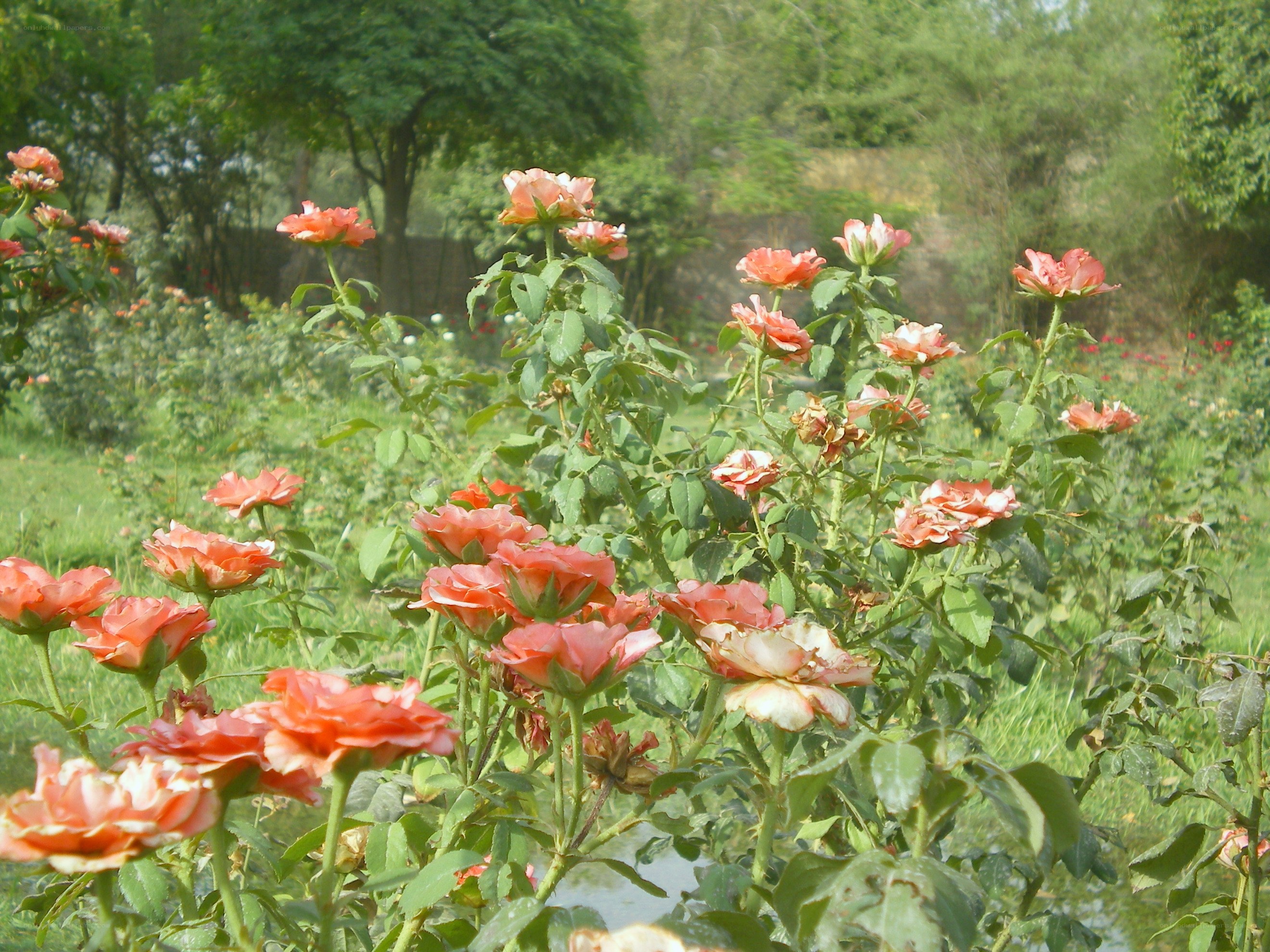 roses in a garden
