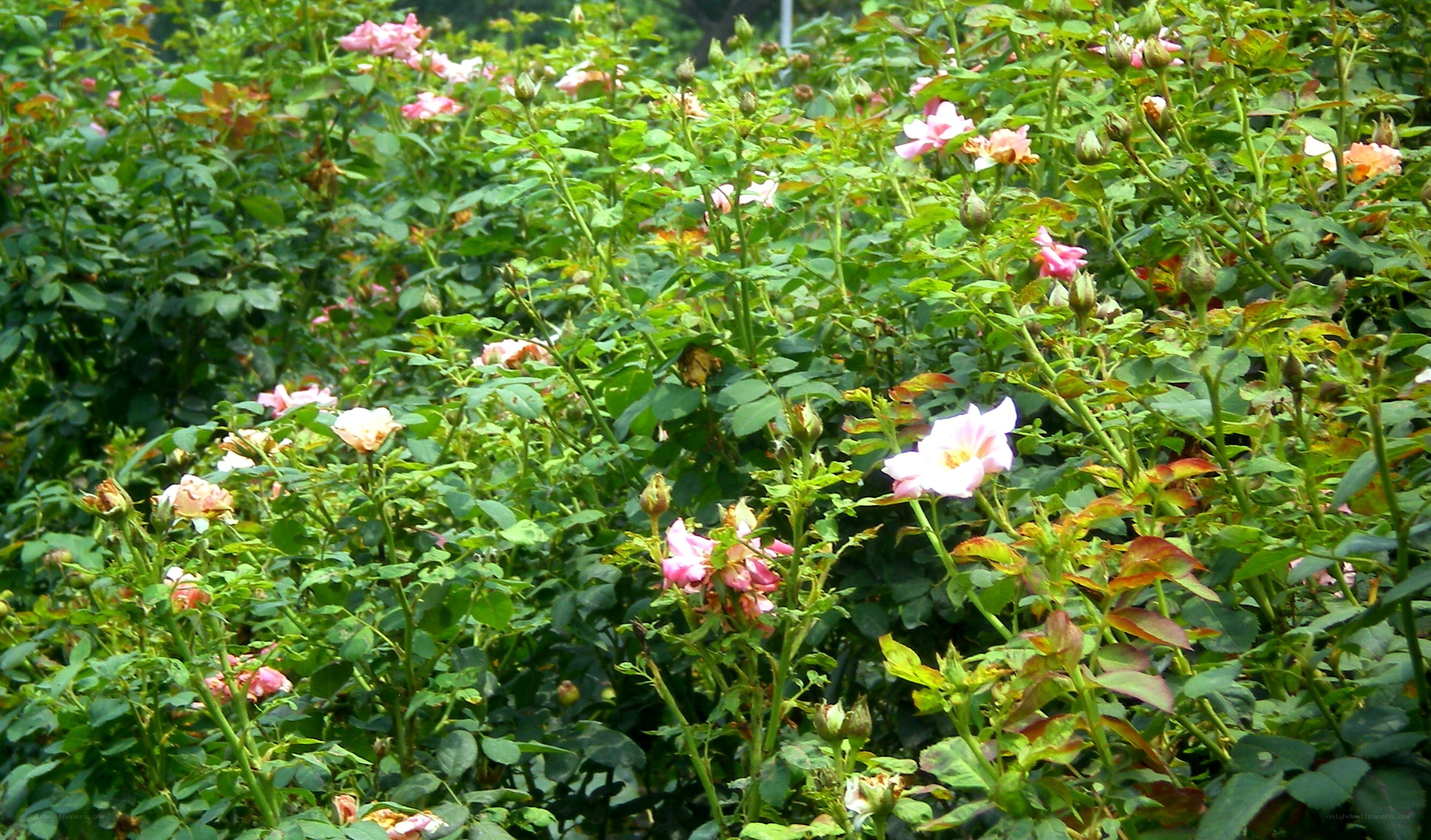 roses in a garden
