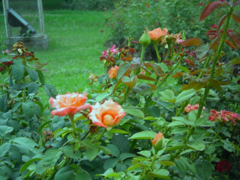 roses in a garden