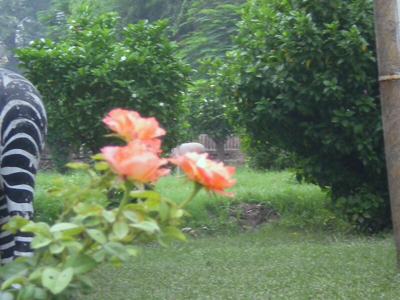 roses in a garden