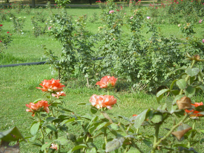 Roses in a Garden — Green, Serene, Afternoon, Photograph