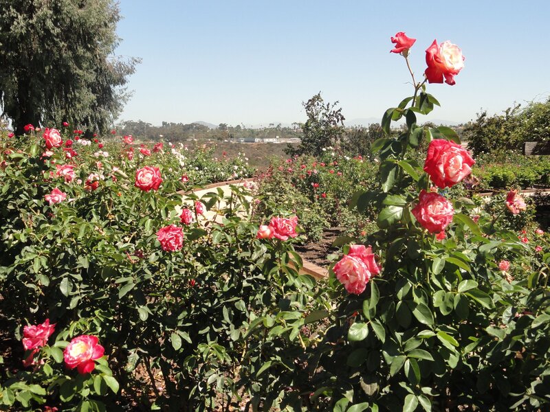 Roses in a Garden — Green, Serene, Afternoon