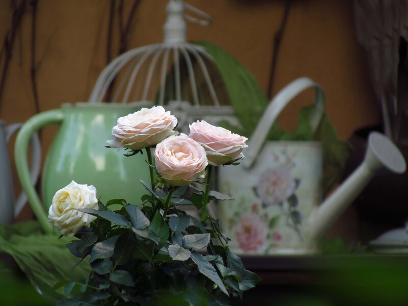 Roses in a Garden — Green, Serene