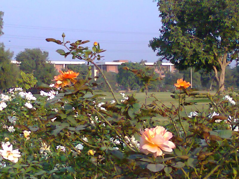 Roses in a Garden — Green