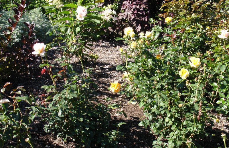 roses in a garden path