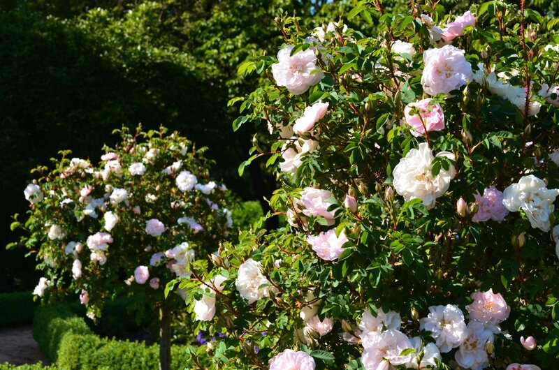 Roses in a Garden — Pink, Serene, Afternoon