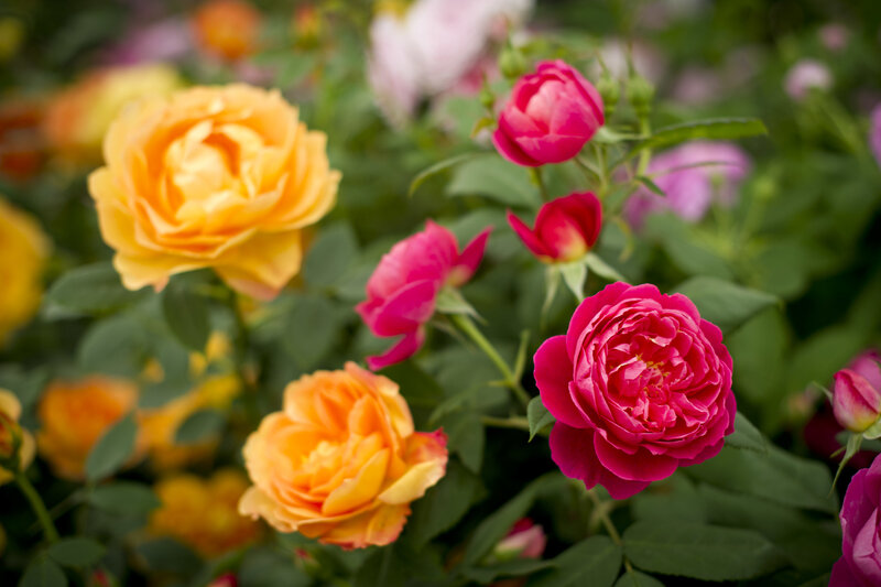 Roses in a Garden — Pink, Serene, Summer