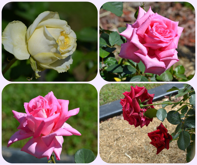 Roses in a Garden — Pink, Serene