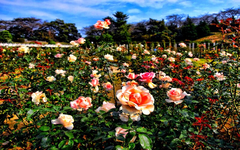 Roses in a Garden — Pink