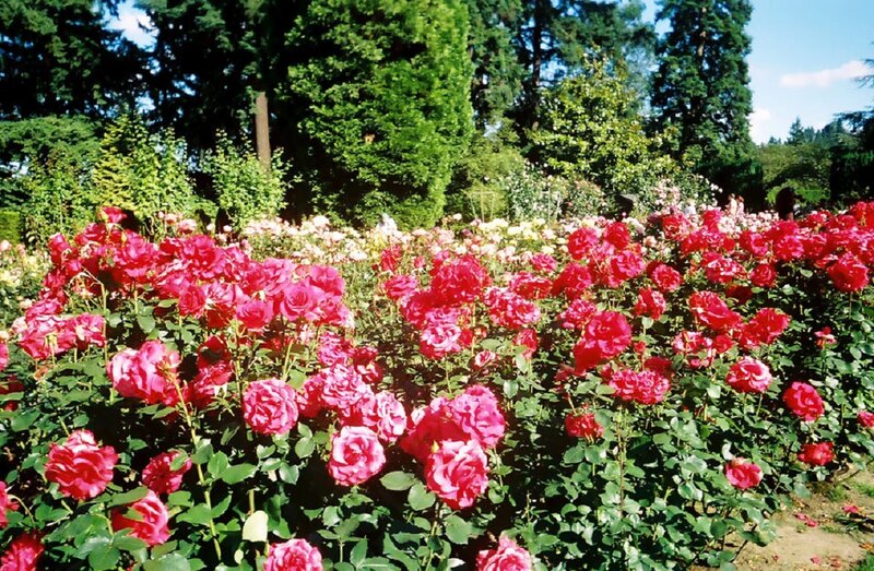 Roses in a Garden — Red
