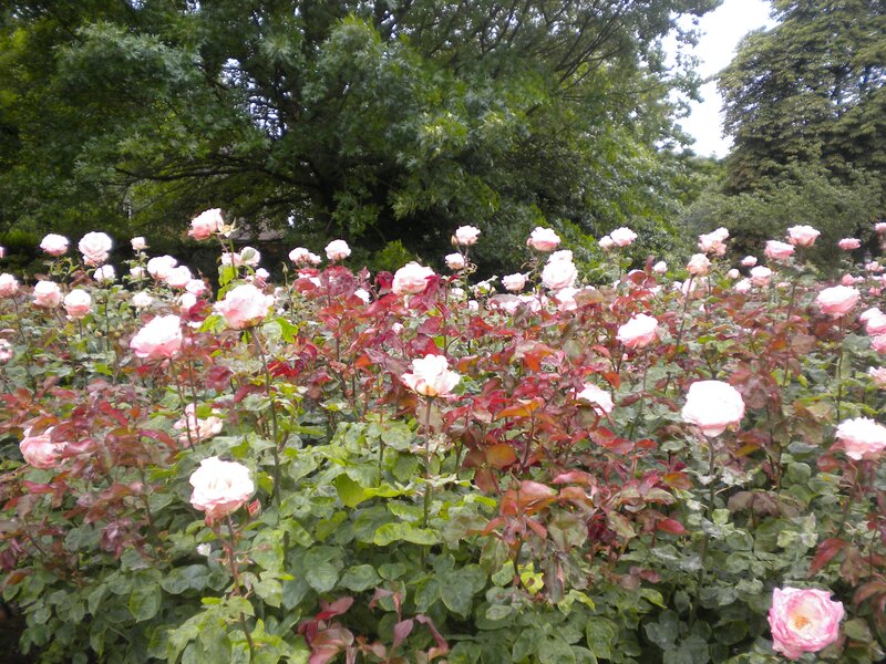 roses in a garden