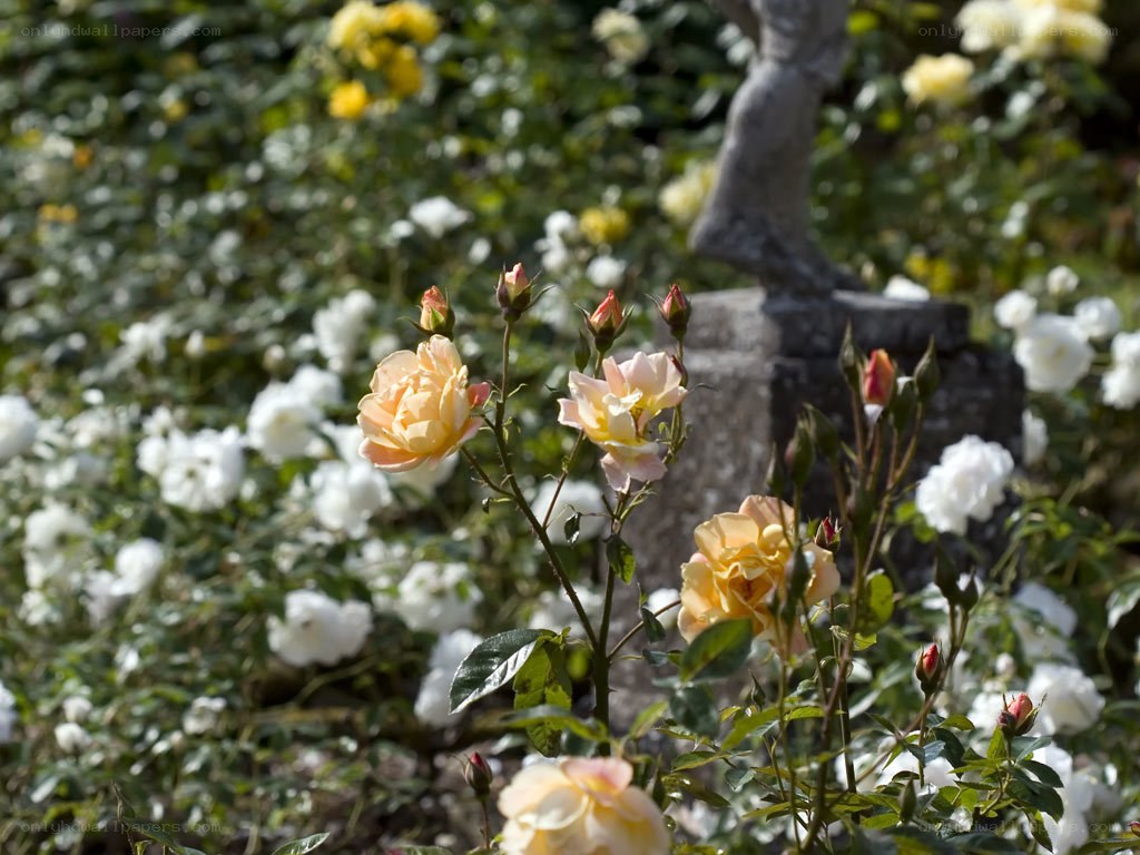 Roses in a garden with statue
