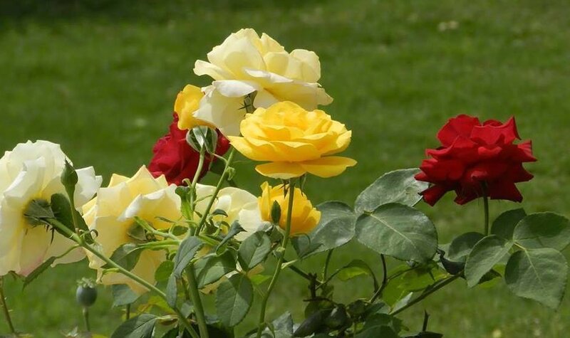 Roses in a Garden — Yellow