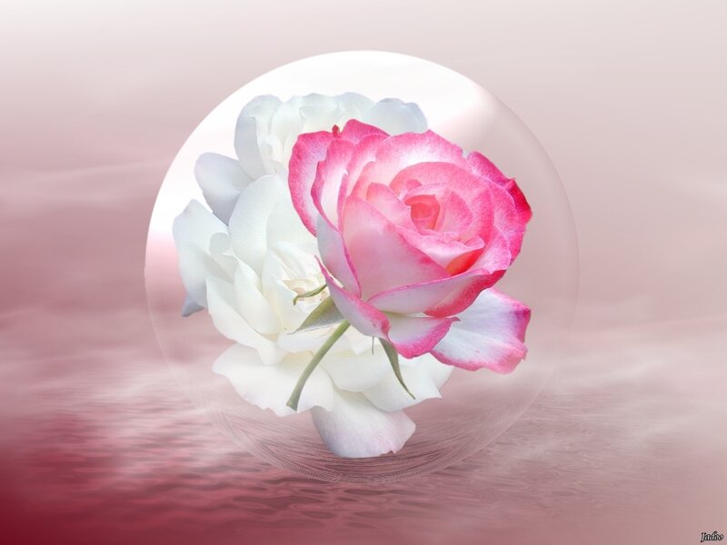 roses in a glass sphere