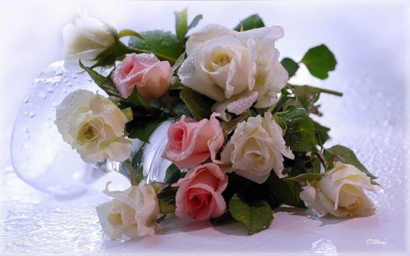 Roses in a Glass