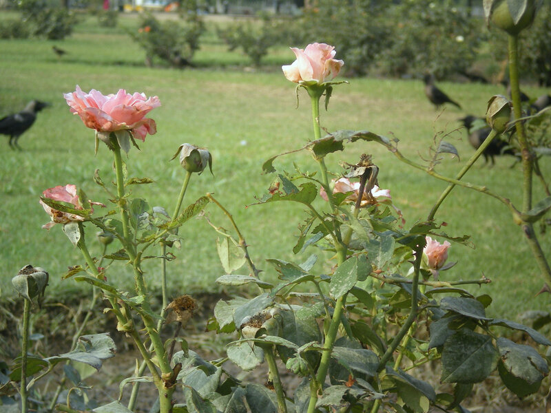 roses in a park