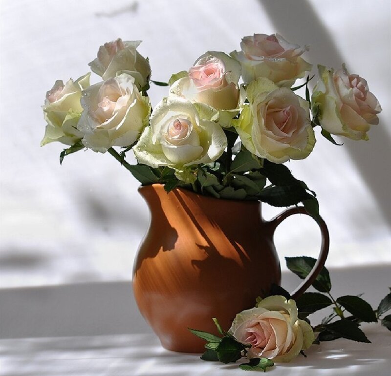 Roses in a Pitcher — White, Serene, Afternoon
