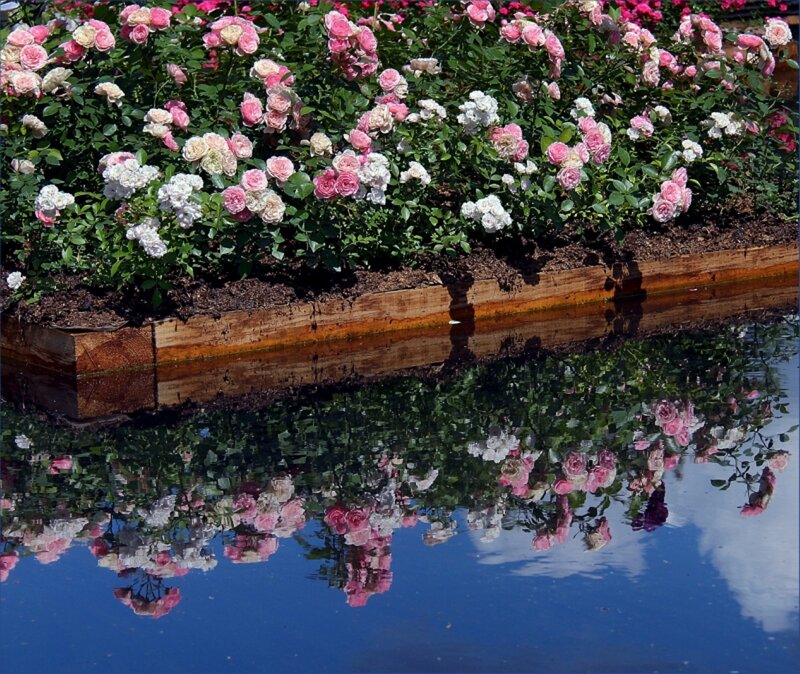 Roses in a Planter