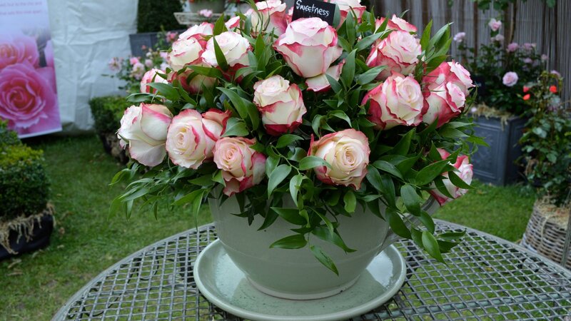 Roses in a Teacup — Green, Serene