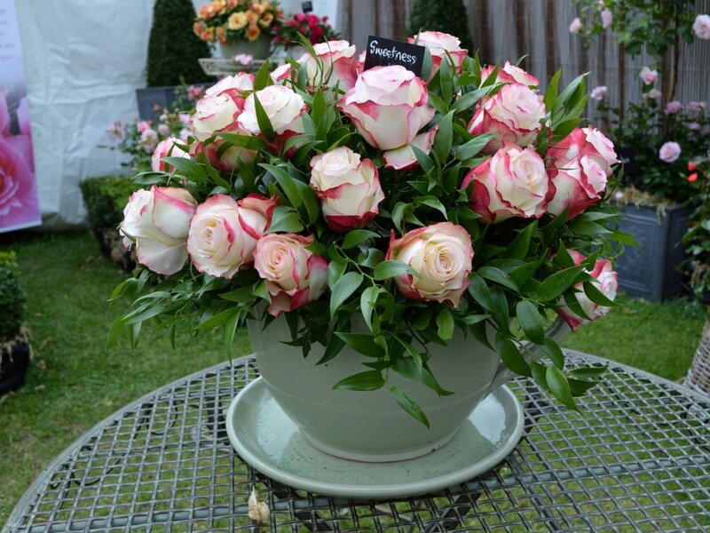 Roses in a Teacup — Green