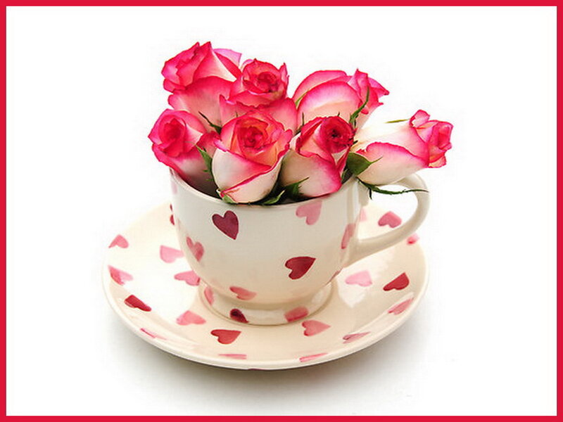 Roses in a Teacup — Pink, Calm, Photograph, Saucer