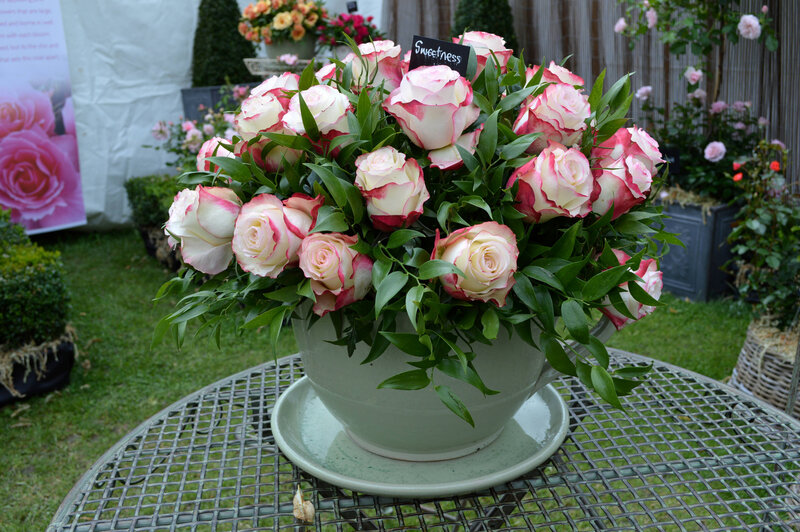 Roses in a Teacup — Pink, Serene, Afternoon