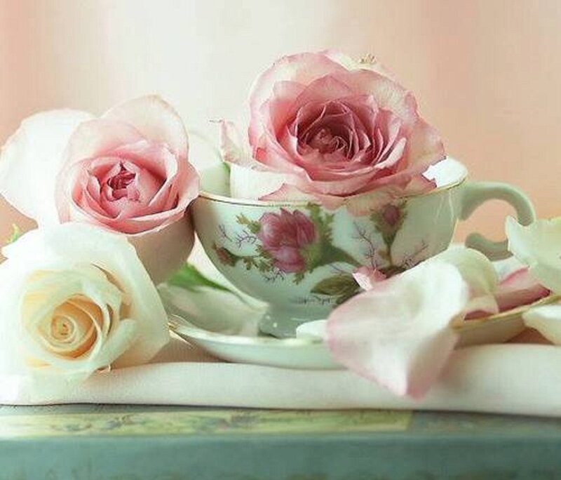 Roses in a Teacup — Pink, Serene, Photograph, Saucer