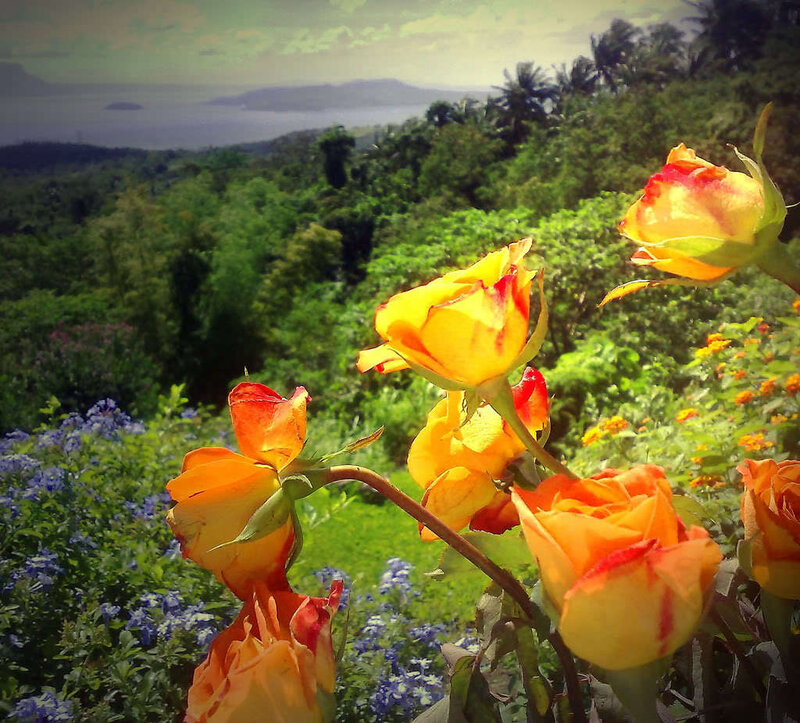 Roses in a tropical garden