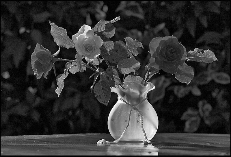 Roses in a Vase — Black, Serene