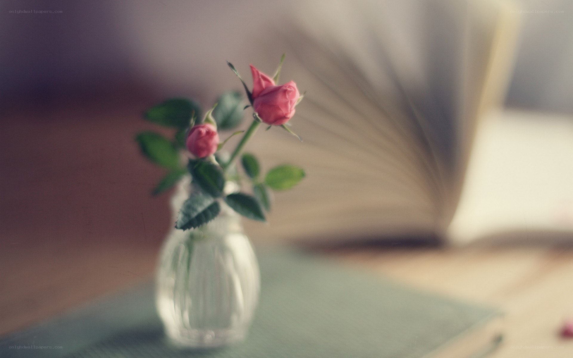roses in a vase on book